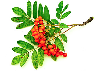 Image showing ashberry