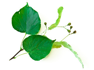 Image showing linden branch