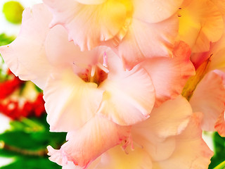 Image showing pink gladiolus