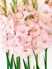 Image showing pink gladiolus