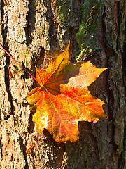 Image showing maple red leaf at the bark