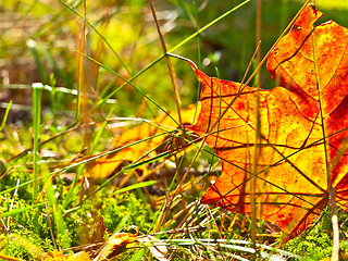 Image showing autumn orange leaf