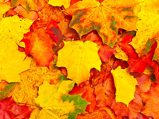 Image showing autumn leaves background