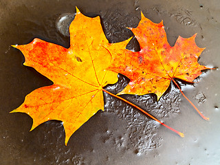 Image showing maple leaves in ice