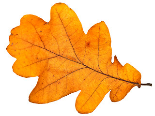 Image showing oak leaf