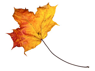 Image showing autumn maple leaf