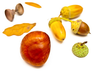 Image showing chestnut and acorns