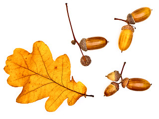 Image showing oak leaves and acorns