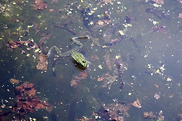 Image showing Green frog in water