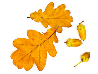 Image showing oak leaves and acorns