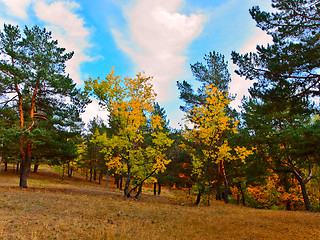 Image showing Autumn forest