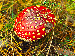 Image showing fly agaric