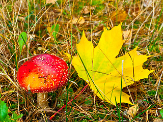 Image showing fly agaric with maple leaf