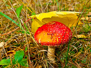 Image showing fly agaric under leaf