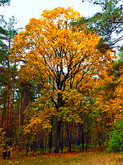 Image showing Big maple