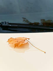 Image showing maple leaf at bonnet