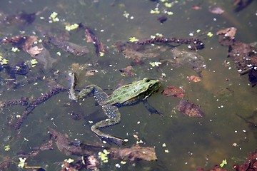 Image showing Green frog in water