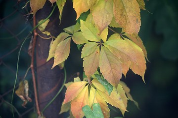 Image showing Autumn leaves