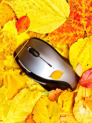 Image showing autumn mouse