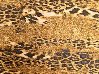 Image showing leopard background