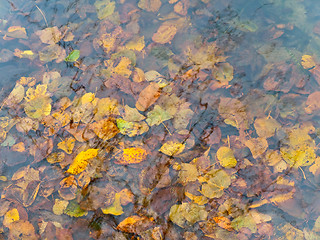 Image showing Autumn water and leaves