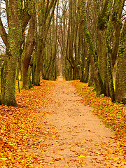 Image showing yellow alley