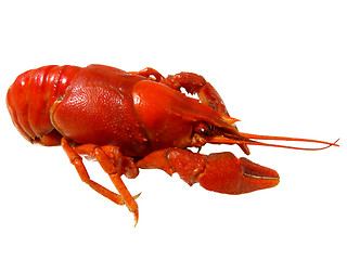 Image showing  boiled crayfish