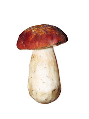 Image showing mushroom