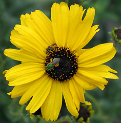Image showing Flower with bugs