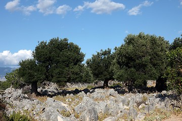 Image showing Olive grove