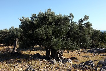 Image showing Olive grove