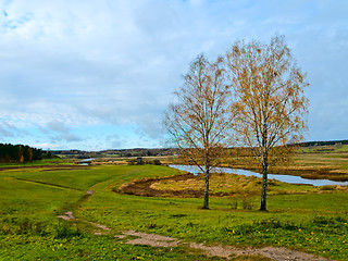 Image showing two birch