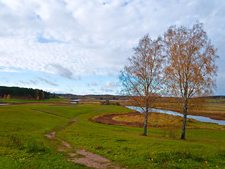 Image showing two birch