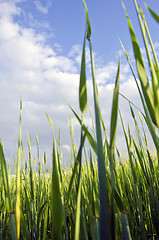 Image showing Early corn barley in agricultural field.