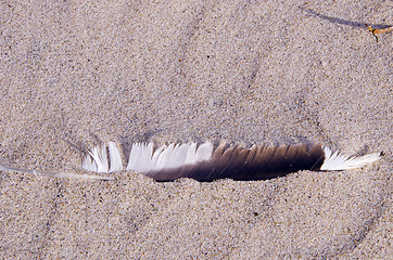 Image showing Bird quill in the sand. Natural sea view.