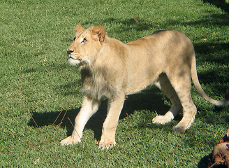 Image showing lion