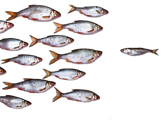 Image showing fish group all by itself