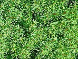 Image showing Christmas tree detail