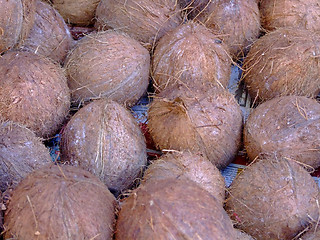 Image showing Coconuts