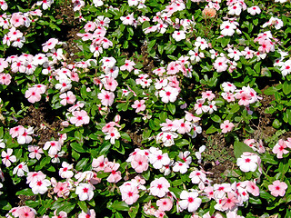 Image showing Flowers field