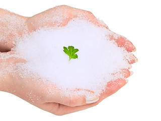 Image showing Hands with green leaf in snow