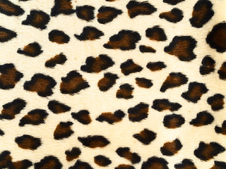 Image showing leopard background