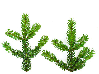 Image showing fir