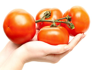 Image showing tomatoes in hands