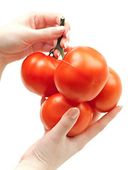 Image showing tomatoes in hands