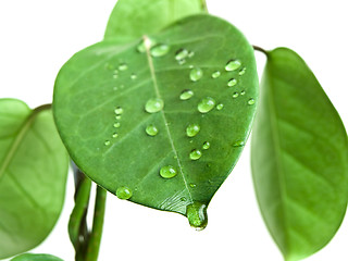 Image showing green leave with drops