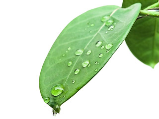 Image showing green leave with drops