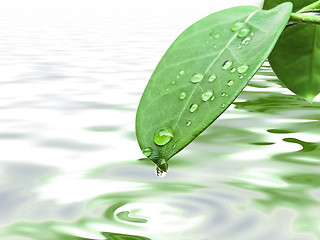 Image showing green leave with drops