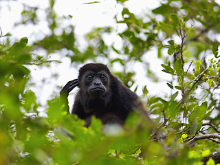 Image showing A Howler monkey