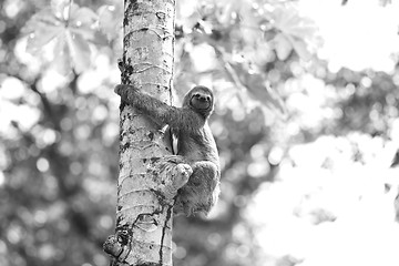 Image showing A Three-toed Sloth